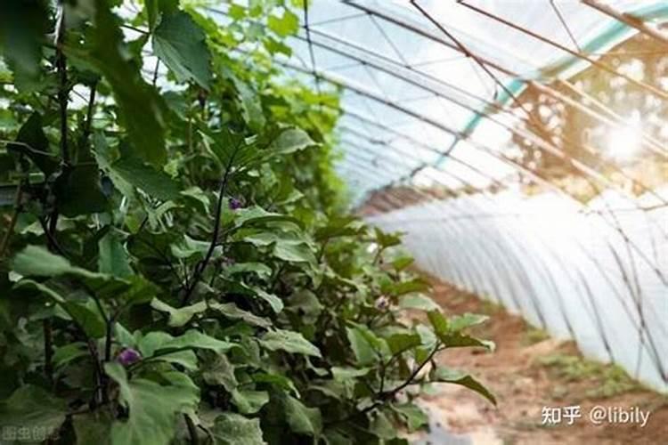 康朴水溶肥对荸荠苗能使用吗