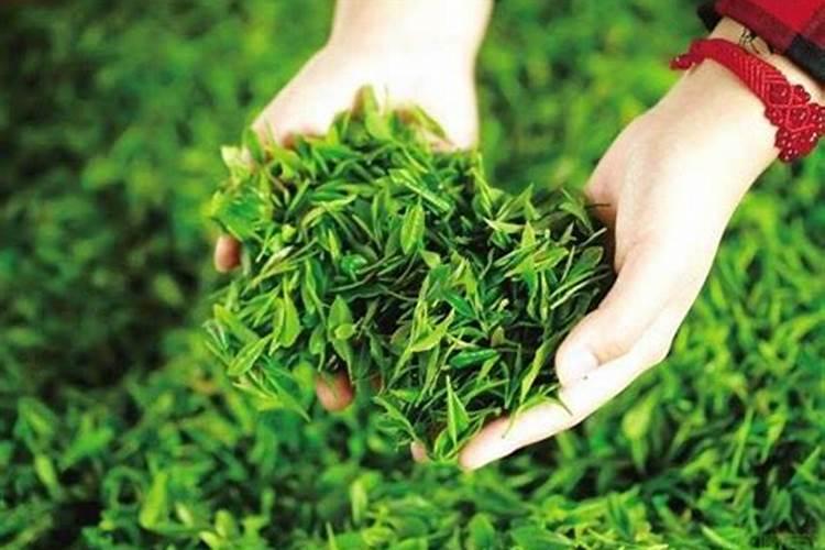 开阳富硒茶是什么茶种 开阳富硒茶多少钱一斤