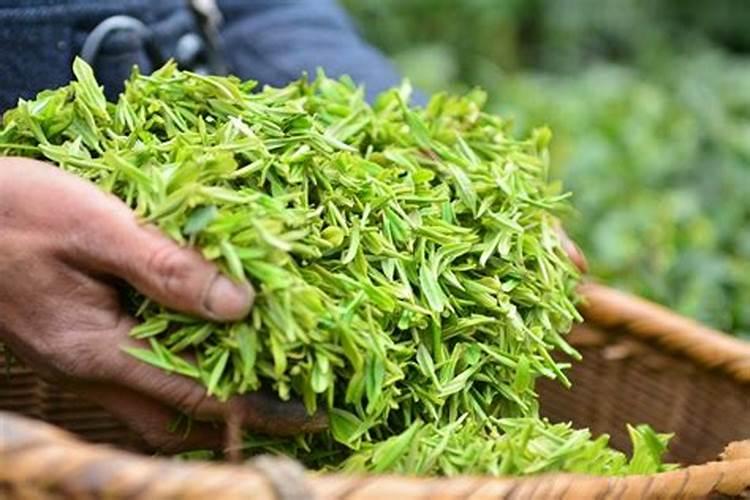 恩施硒茶多少一斤比较靠谱,恩施硒茶价格多少？