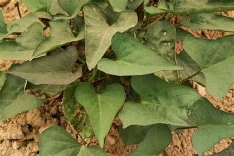 小白菜需要尿素吗？