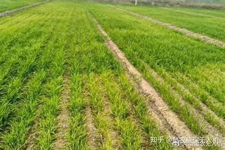 小麦喜欢什么肥料