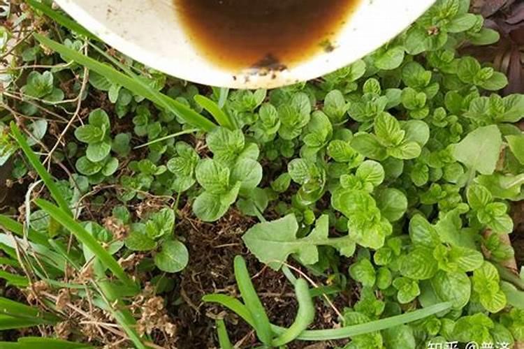 茄子施肥方法和注意事项