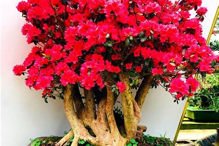 紫鹃的生平经历