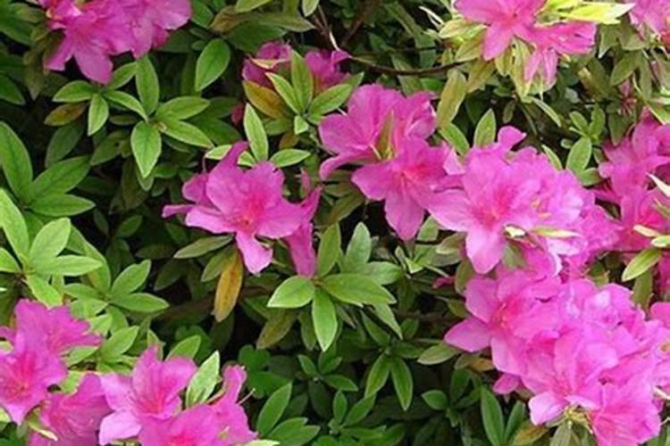 紫鹃茶为什么没人买 紫鹃茶适合做什么茶