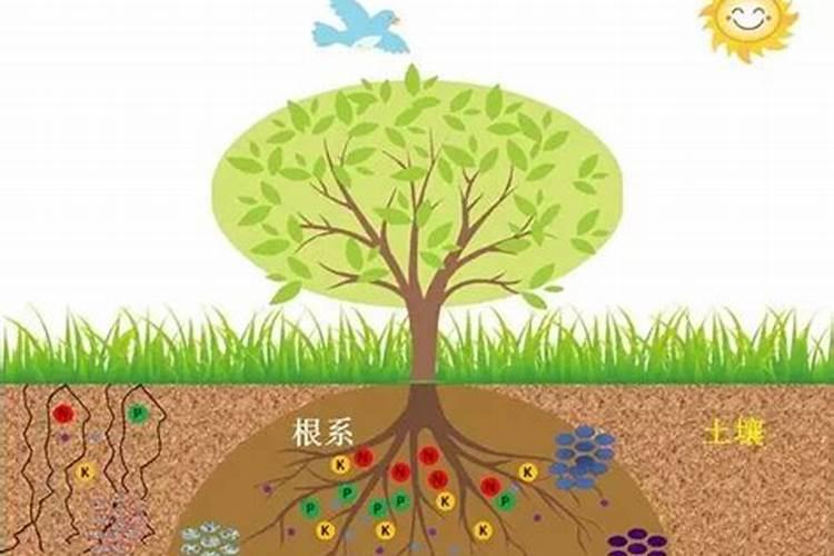 天然的氮肥是什么肥料 天然氮肥的功效与作用