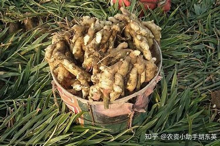 生姜追肥可以用杘素吗？