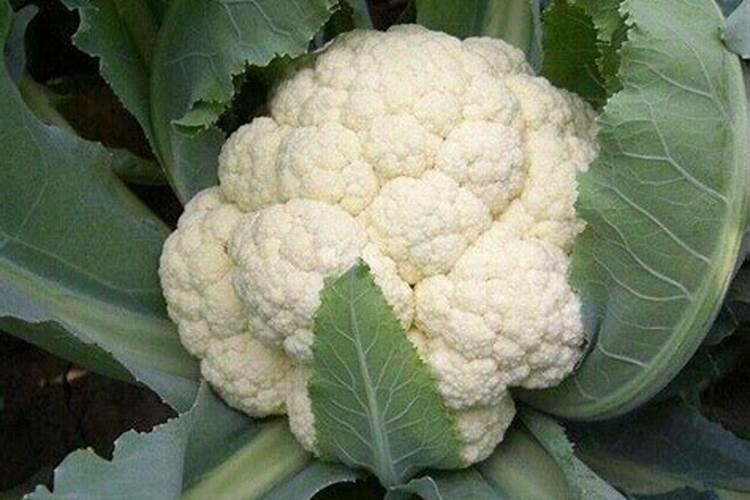 菜花刚要结球期给什么肥