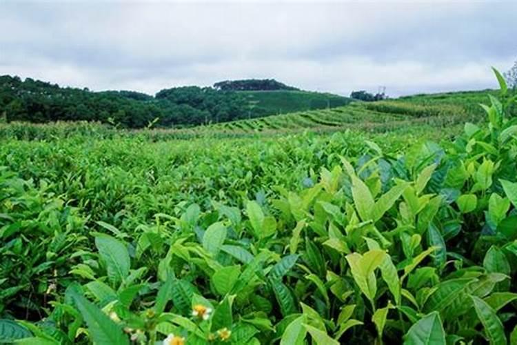 什么食物可以给植物施肥 给多肉施肥用什么肥料