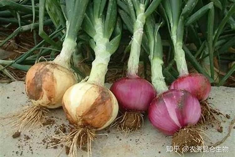 洋葱用什么肥料能使洋葱生长快？
