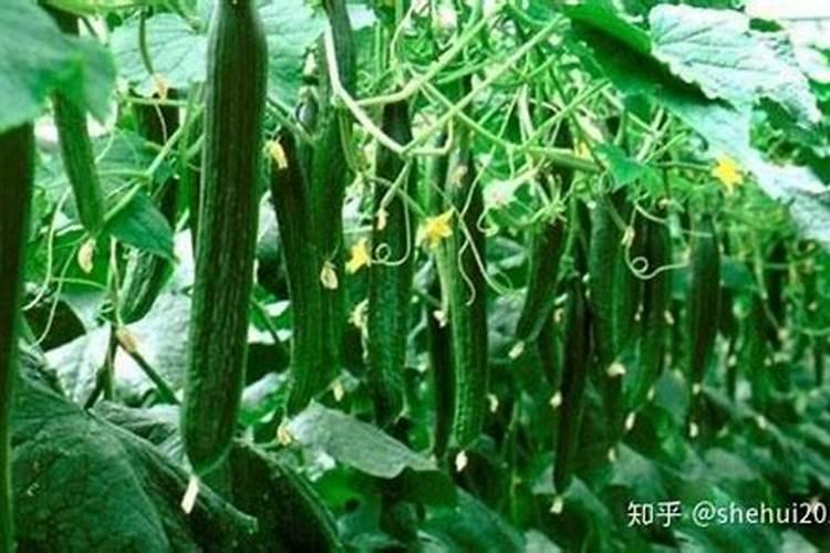 黄瓜缺硼该怎么办呢？平时管理黄瓜时该注意什么呢？