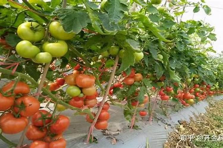 酶解鱼蛋白肥料功效
