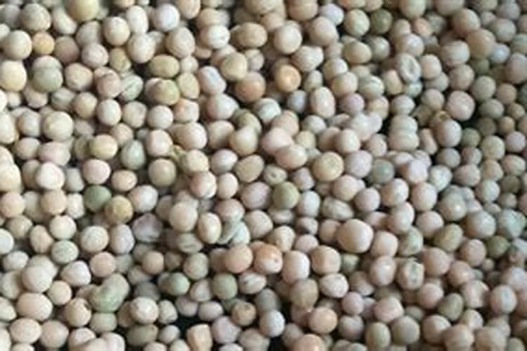 除了淘米水和黄豆肥,还有什么东西适合养殖花卉？