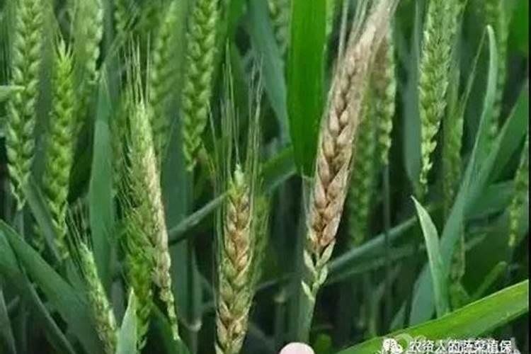 小麦赤霉病防治措施 小麦病虫害防治方法