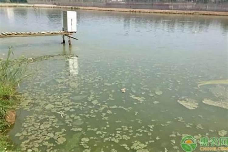 芸苔素拌麦种的用量