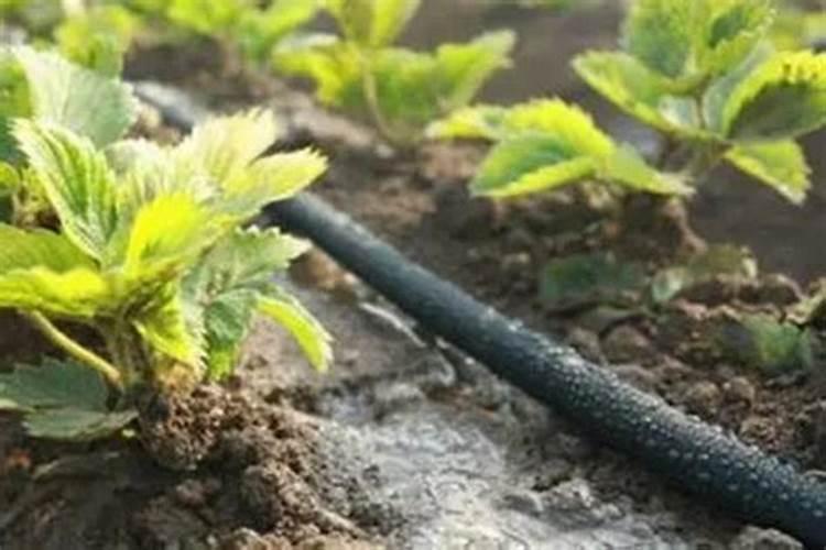 大棚草莓施肥方案