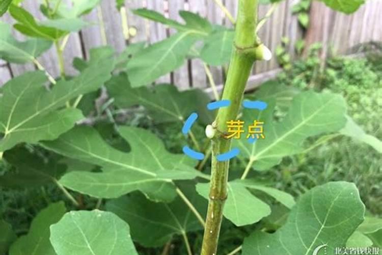 无花果移栽时需施底肥吗