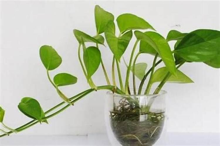 重瓣扶桑黄叶有什么办法吗 扶桑开花期怎样浇水