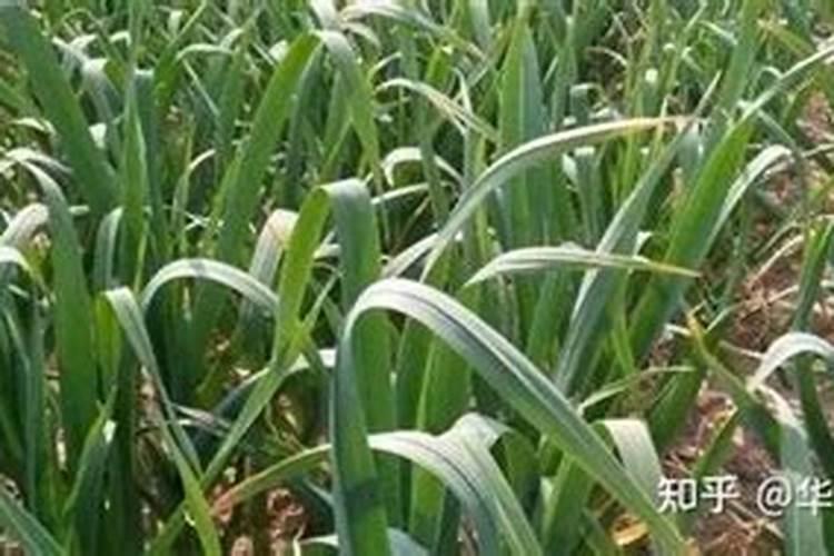 大蒜什么时候喷磷酸二氢钾