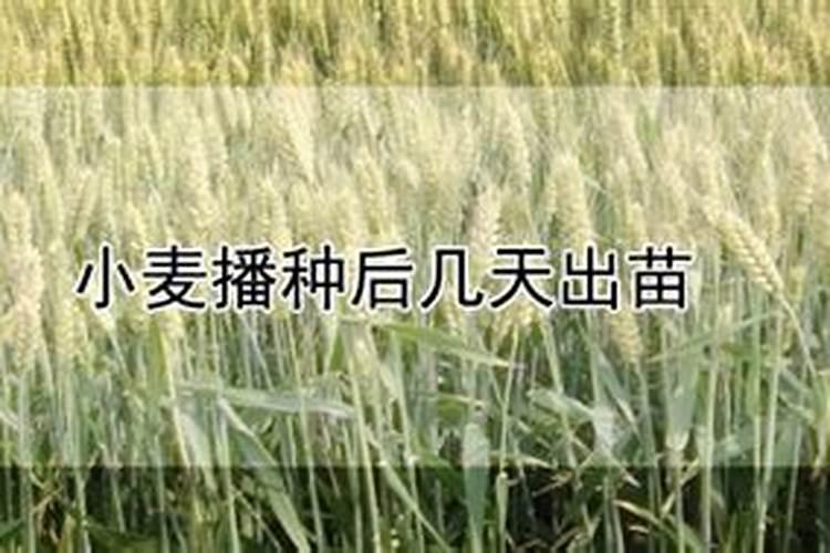 种植小麦怎么施肥？