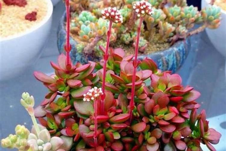 绣球花最好的肥料是什么怎么施？