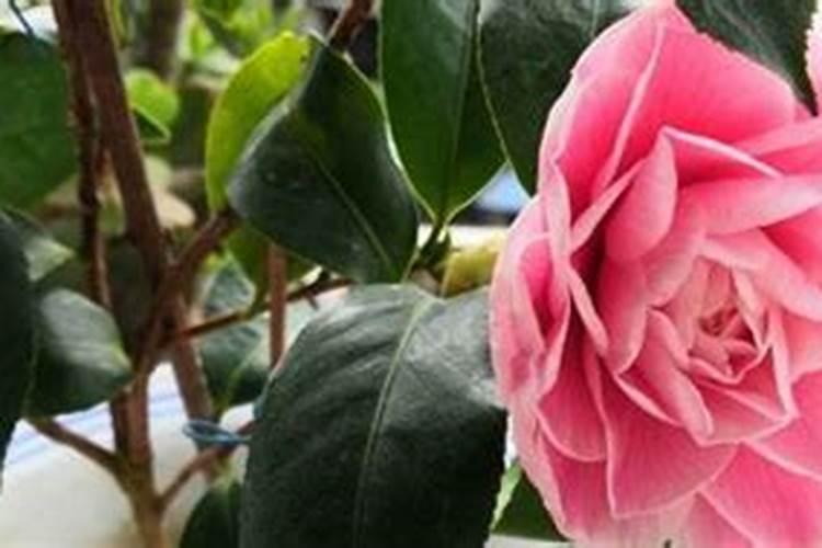 茶花不爱长新芽是什么原因造成的
