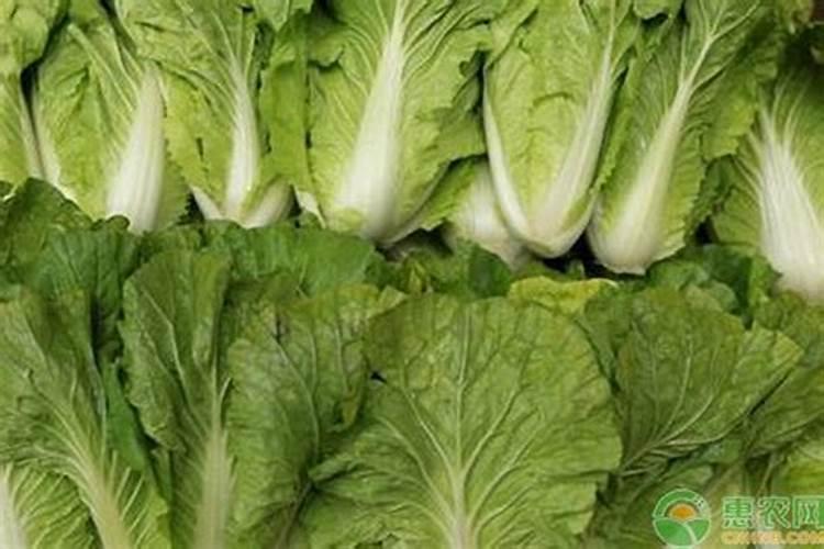 种大白菜施什么肥最好