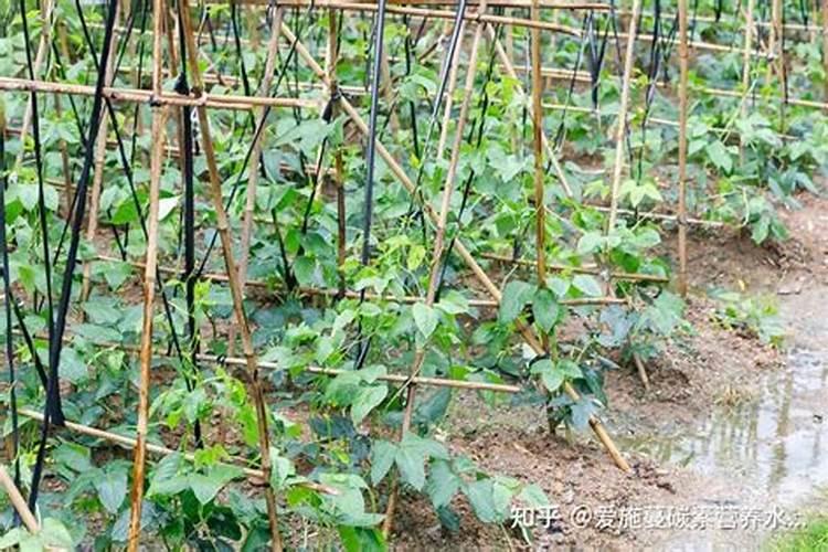水上怎样种植空心菜？
