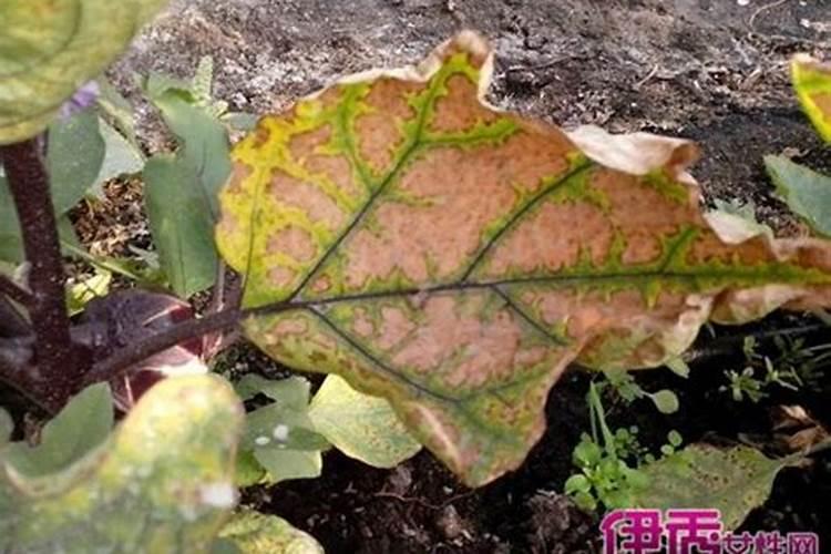 长茄子前期冲施什么肥好？