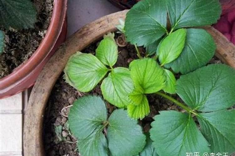 草莓缺素症有什么症状 草莓缺素症防治方法
