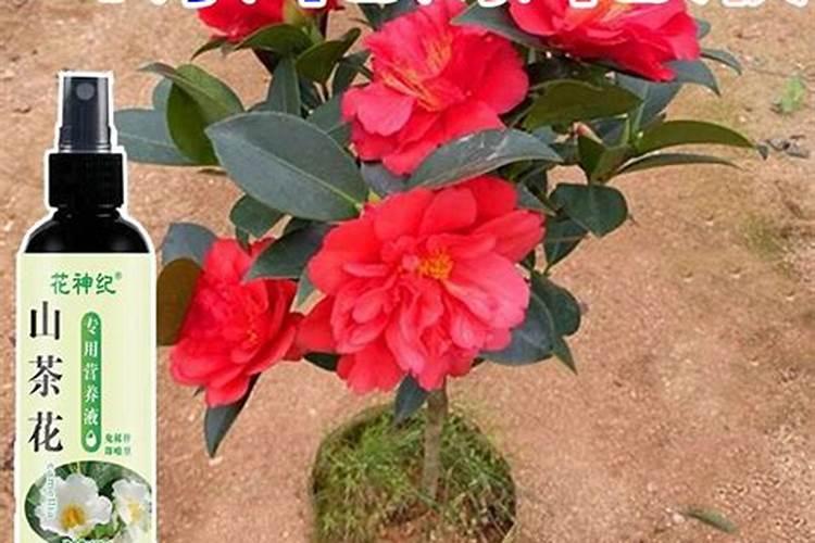 魔芋种几年可以收 各种酶亦停止活动