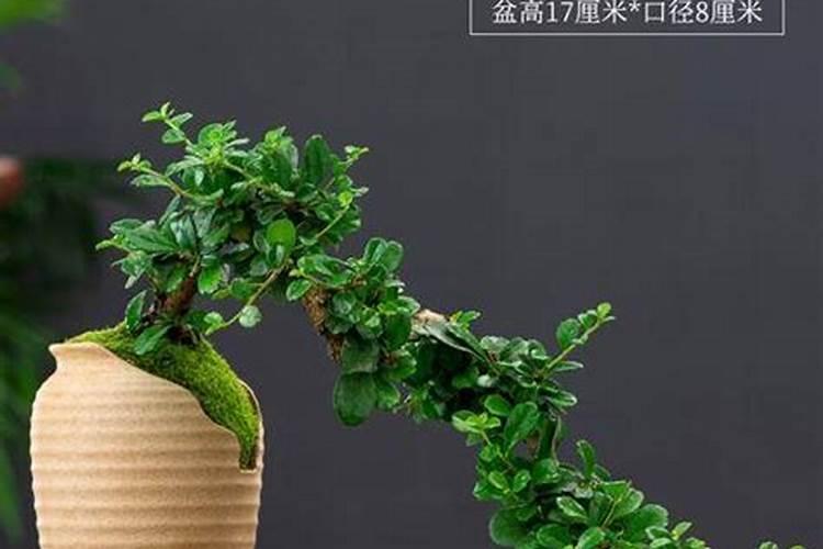 氮肥适合浇什么花