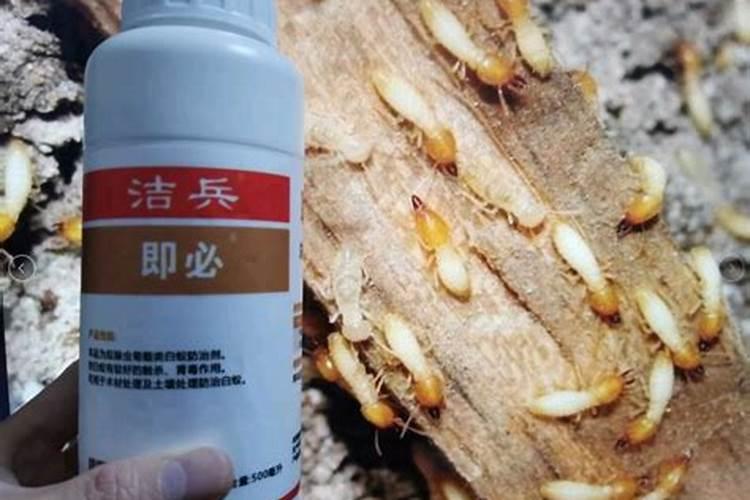 马蹄白粉病特效药