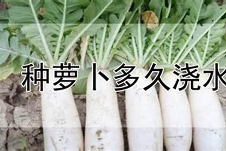 萝卜空心怎么避免