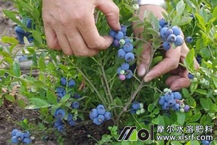 蓝莓用什么肥料最合适怎样给蓝莓施肥