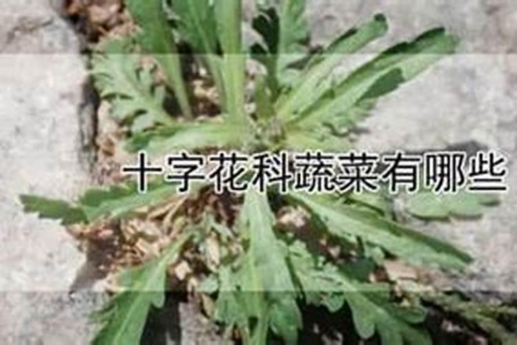高产花菜种植的施肥技巧有哪些？