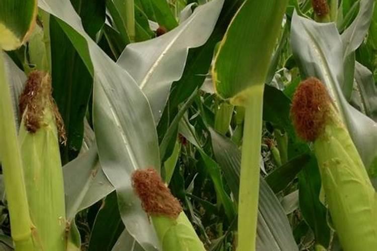 玉米专用肥用到花生地里有影响吗？能出苗吗？