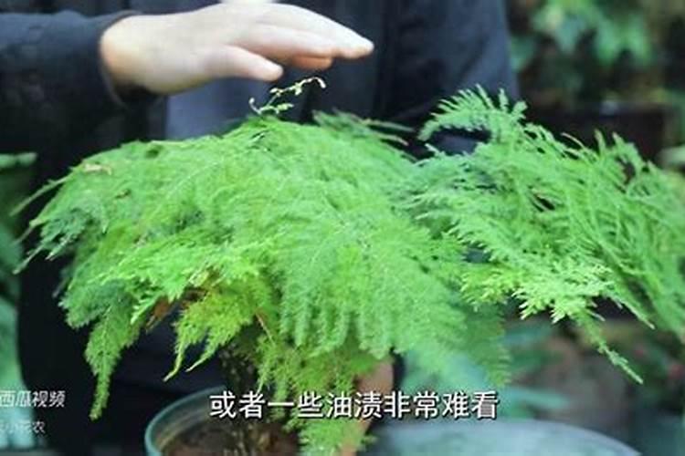 文竹施什么肥料好