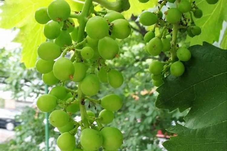 种葡萄用什么肥料好