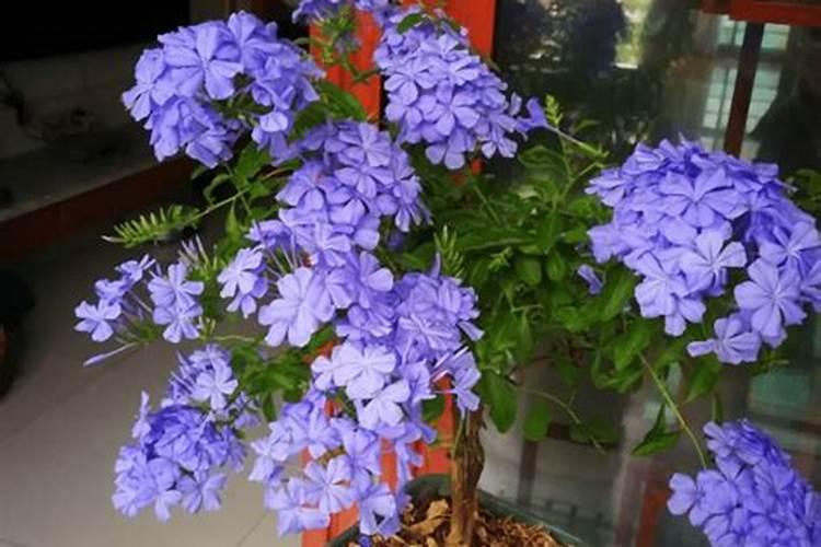 磷肥泡水可以浇花吗
