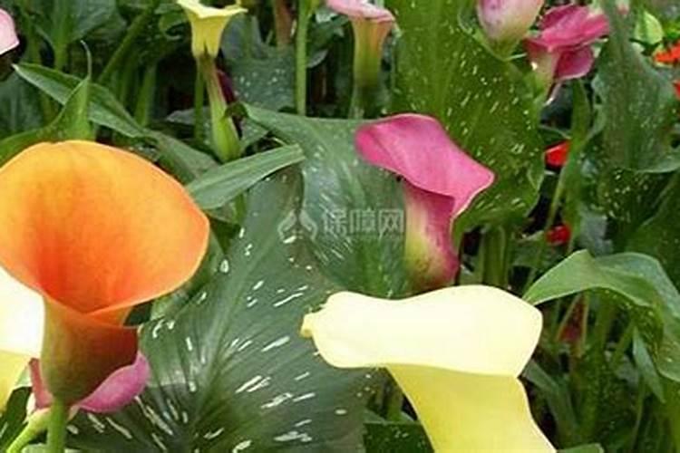 彩色马蹄莲的养殖方法