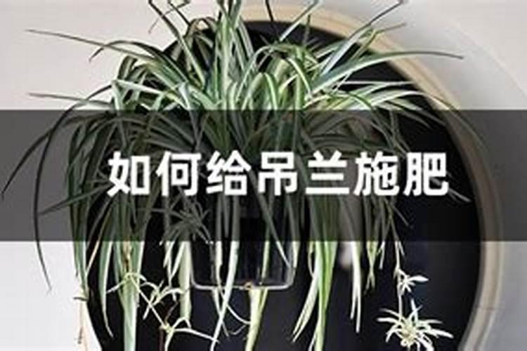 哪个懂金边吊兰什么时间施肥？有什么值得注意的