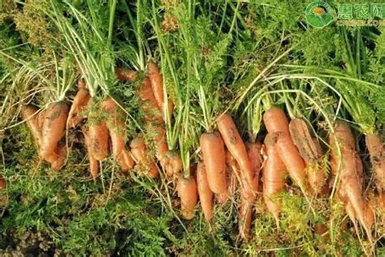 胡萝卜高产需要啥肥料 施肥要点及注意事项