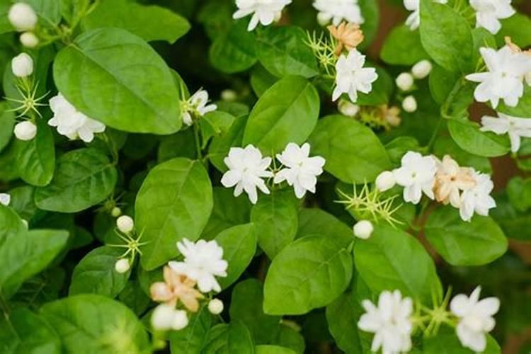 茉莉花的施肥方法