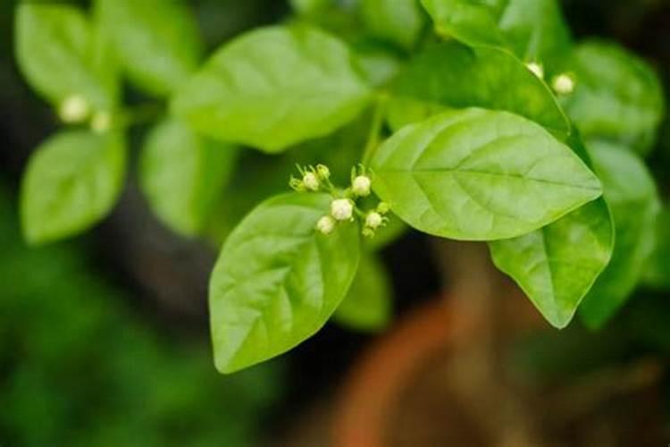 盆栽茉莉花怎么施肥,4种方法让你的茉莉花满枝头