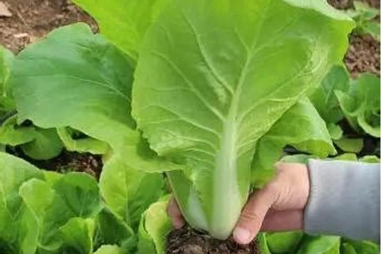 小白菜施肥用什么肥料