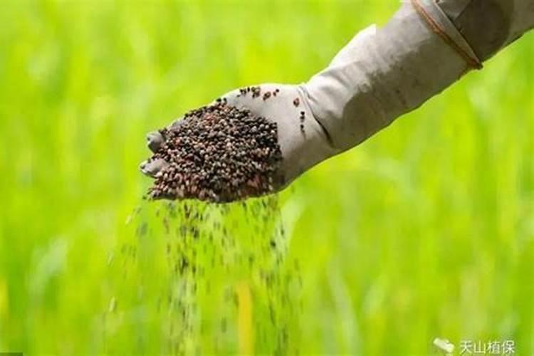 种植花生适合施用什么肥料
