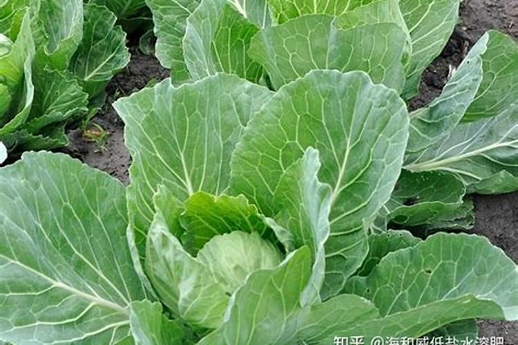 氨基酸水溶肥料对人的危害是什么