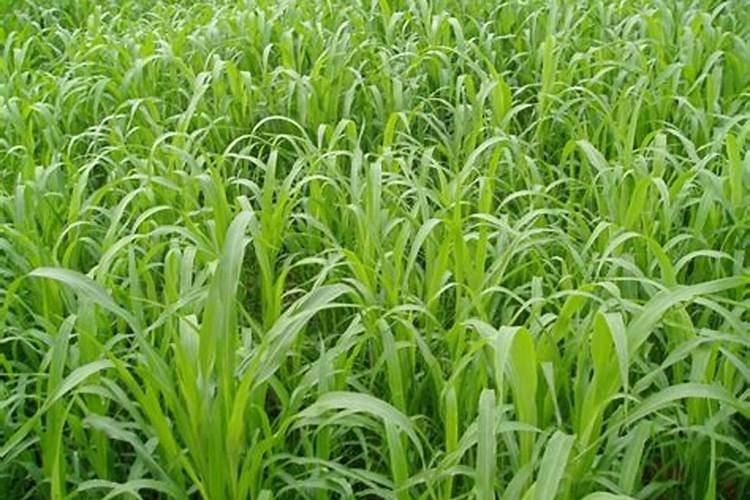 高舟草种植方法 在种植前深翻土壤