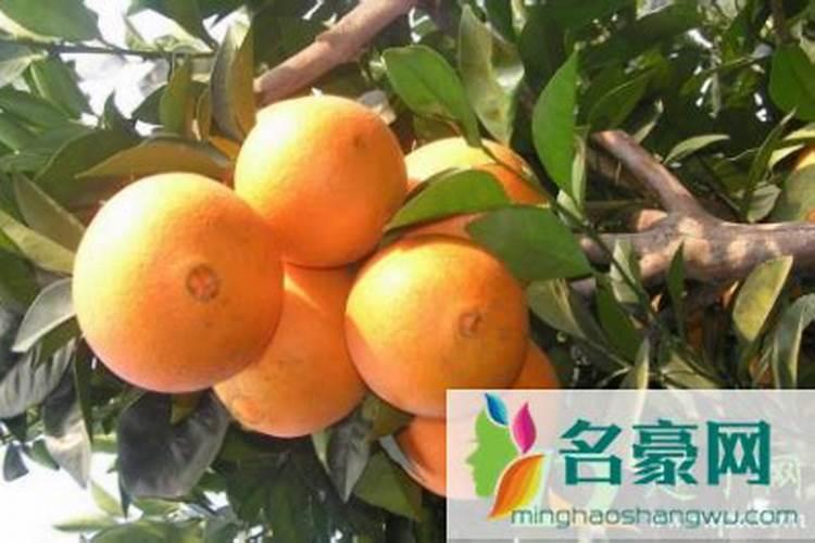 脐橙壮果肥该什么时候施 施肥方法有哪些