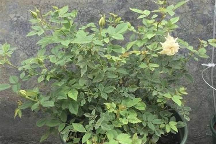 瑞普909盐碱地能种吗